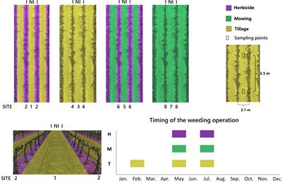 Plant functional diversity is affected by weed management through processes of trait convergence and divergence